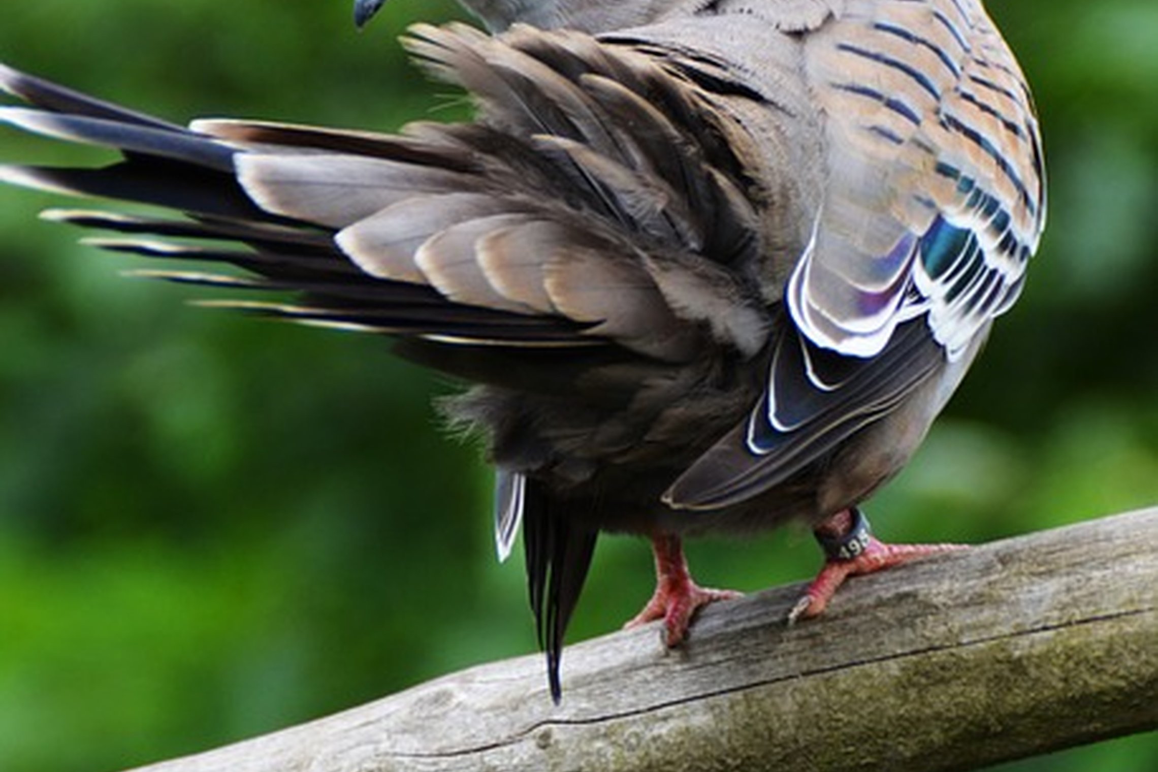 Numatytasis alternatyvus tekstas ALT